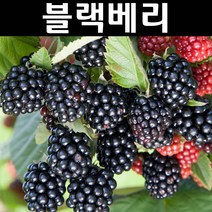 블랙베리/체스터 나무 묘목 삽목2년생 뿌리묘 1개/유실수/과수