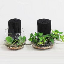 행운목 숯정원글라스 수경재배 DIY SET, 단품