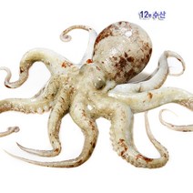 통영 자연산 생물 돌문어, 1.5kg, 1봉