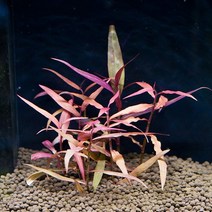 PRFISH 후경수초 상파울로 레드, 1개