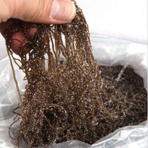완도진품 명가 국내산 염장꼬시래기(10kg)-식자재용, 10kg, 1개