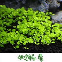 씨앗수초 1통/수조 전경수초, 1개