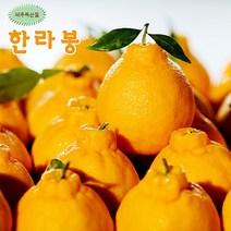 한라봉 선물로 좋은 제주도 한라봉10kg 36과 27과 23과 선택/산지직송, 1개, 제주 한라봉5kg(12과)