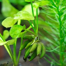 아쿠아마켓 바나나 플랜트 1뿌리, 1개
