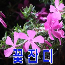 지엘파크 꽃잔디40포트 홍설 분홍색 3치포트 정원 산소 파격세일