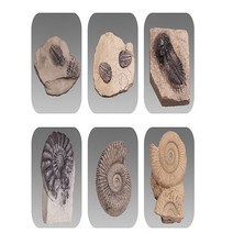 (사이언샵)삼엽충3종 암모나이트3종 화석, 상세설명참조