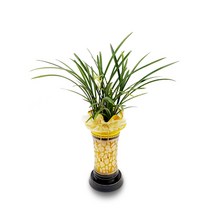 웰컴플라워 소형관엽화분 동양난, 11 철골소심