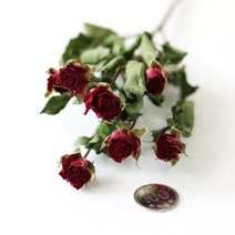 로맨틱노벰버 드라이플라워 미니장미, 미니장미 와인(7송이)
