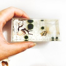 조이어스 마리모 키우기 어항 수족관 세트구성