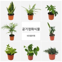 네오플라워 공기정화식물 꽃화분 허브, H12.장미허브