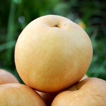 가정용 나주배 23년산 햇배, 1박스, 가정용 배 15kg (21~25과)