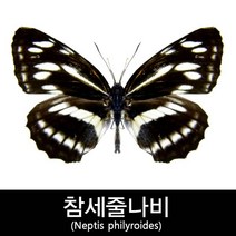 참세줄나비표본/Neptis philyroides