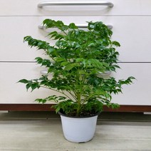 [용이네화원] 싱그러운 해피트리 소품 110 농원, 1개