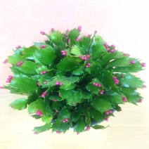 [용이네화원] 게발선인장 게발 가재발선인장 다육 130 농원