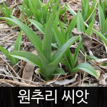원추리씨앗 원추리 씨앗 orange daylily seed 30알