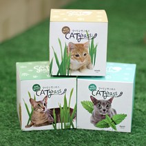 꿈쟁이 투명화분 캣그라스/고양이풀씨앗 고양이화분, 귀리, 귀리