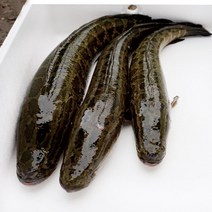 지에스푸드 국내 자연산 민물새우, 1세트, 04. 활어 가물치 3kg(1-2미)