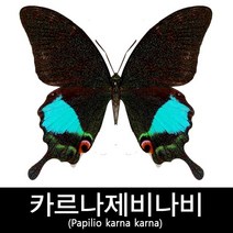 율리세스제비나비표본 Papilio ulysses ulysses