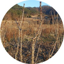엄나무. 해동목. 해동피. 엄나무껍질, 엄나무(절)300g