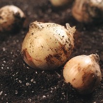 속이 꽉찬 맛좋은 국내산 2022년 햇 양파 3kg 5kg 10kg 중품 / 특품 장아찌용 요리용, 1box, 양파 5kg(특품)