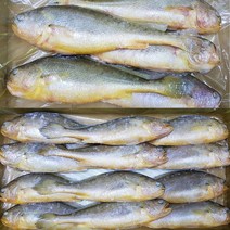 자갈치닷컴 부세조기 1박스, 5마리, 34cm전후