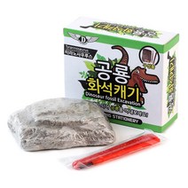 TEAMWORKKOREA 공룡 화석 발굴 체험(소)