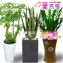 꽃뜨랑 공기정화식물, C02 마리안느, 1