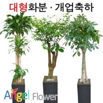 엔젤플라워 초특가 특대형화분 대박나무 행운목 전국당일꽃배달, A29 파키라, 1개