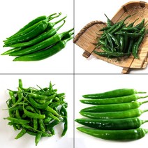 맛있는 청양고추.오이고추.꽈리고추.풋고추, 1box, 오이고추(특) 1kg