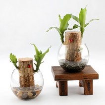 가꾸지오 공기정화식물 먼지제거 천연가습기 식물인테리어 샤베트행운목 24종, 옥돌