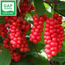 [GAP] 2023년 문경 오미자 생과 세척 생 오미자 오미자당절임 / 9월18일부터 순차발송, 1개, 생과 10kg