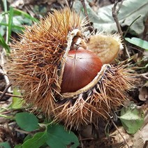 [산지직송] 충주 김의충님의 유기농 알밤(특) 2kg, 단품