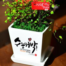 미나의정원 수능대박 응원 메세지화분, 10 힘내 응원할께, 1개