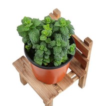 갑조네 허브 화분 실내 공기정화식물 허브식물, 스피아민트(소품), 1개