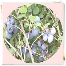 준베리 발레리나 3년생 묘목