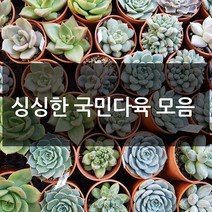 제이팟다육 예쁜 국민 다육이 다육식물 200종류, A08. 바위솔