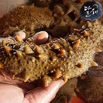 달해수산 통영 자연산 해삼(대) 1kg, 1개