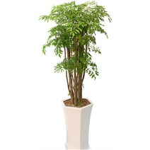 플라워리퍼블릭 폴리셔스2 실내공기정화식물 축하화분 개업식 거실