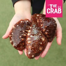 자연산 활 홍해삼, 1개, 1kg (횟감)