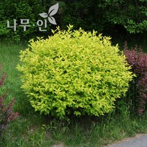 [나무인] 황금조팝 포트묘 5그루