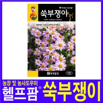 헬프팜 쑥부쟁이 500립 아람종묘 꽃씨 종자 씨앗