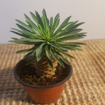 에덴농원 괴마옥