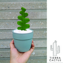 *티에라선인장* 테이블사이즈 무광팟에 담긴 생선뼈 선인장, 민트