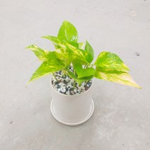 꽃피우는청년 새집증후군 미세먼지 제거 실내공기정화식물 원형 화이트 화분 (무광), 스킨답서스