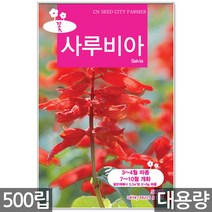 사루비아 씨앗 500립 / 사루비아씨앗 사루비아꽃씨 꽃씨앗 꽃 꽃씨 씨 야생화씨앗 야생화 야생꽃씨 깨꽃, 10_대용량_사루비아(500립)
