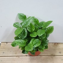 행복한꽃순이 산호수 (소)