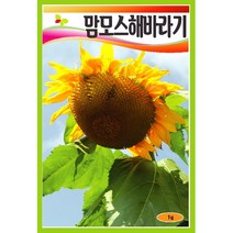 씨앗 해바라기 맘모스 1g