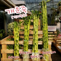 행복한꽃순이 개운죽 (4 종대) 만년청 수경 식물 유리병 공기 정화, 20cm