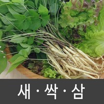 장성 새싹삼 새싹인삼 특 대 중 소, 1box, 중 (100뿌리)