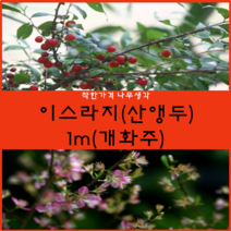 착한가격나무생각 이스라지(산앵두) 1m(개화주) 1주